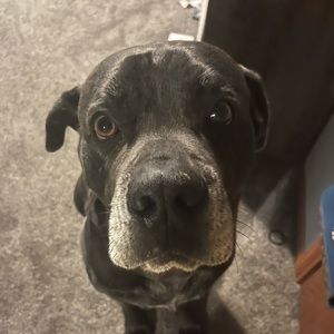 Meet your Posher, Addison